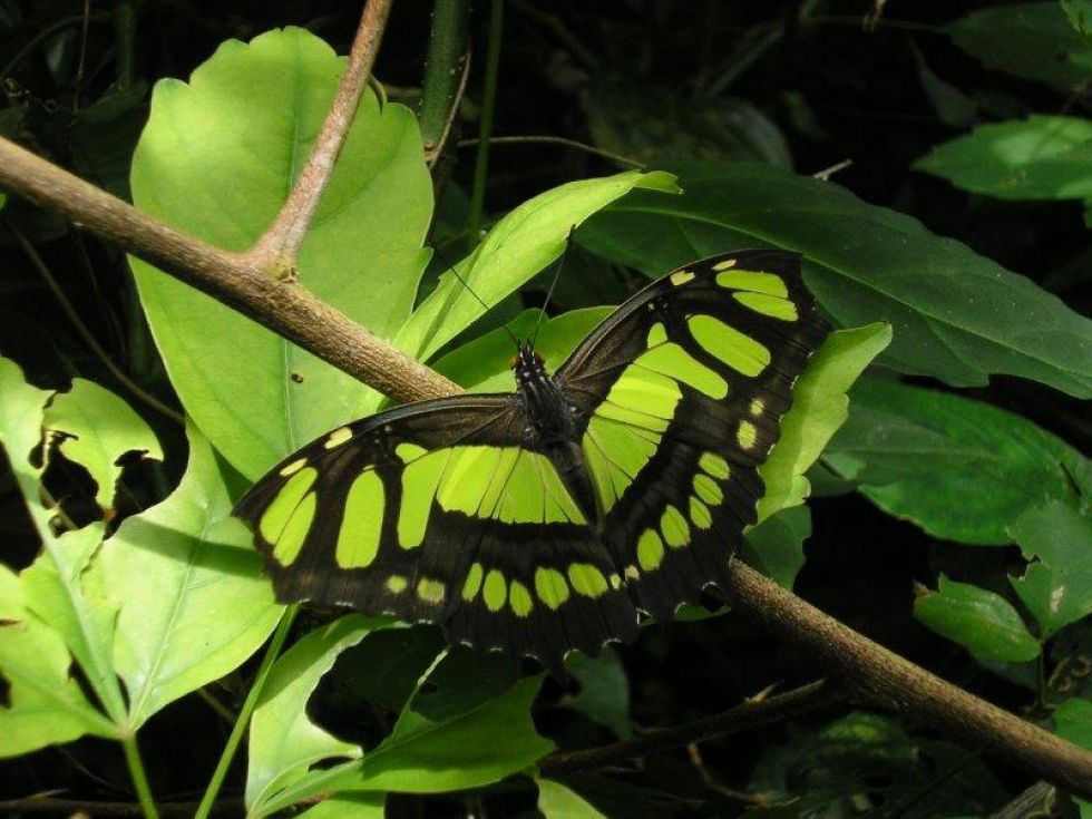 Motyl w Parku Tayrona, wyprawa do Kolumbii.